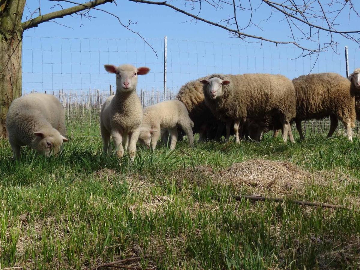 Konigsfeld  Biohof Buschmuehle 아파트 외부 사진